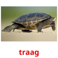 traag ansichtkaarten