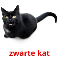 zwarte kat cartes flash