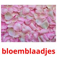 bloemblaadjes flashcards illustrate