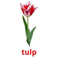 tulp flashcards illustrate