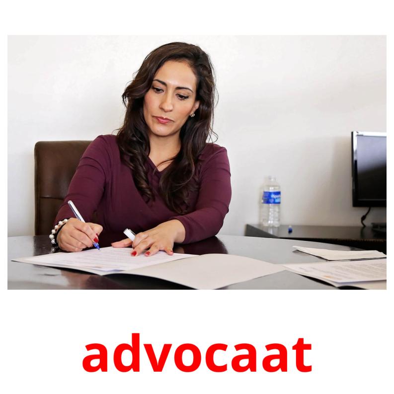 advocaat picture flashcards