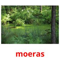 moeras picture flashcards