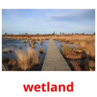 wetland picture flashcards