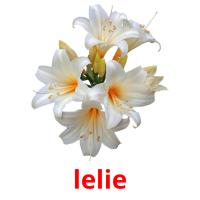 lelie picture flashcards