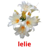 lelie picture flashcards