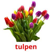 tulpen flashcards illustrate