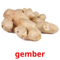 gember Bildkarteikarten