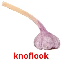 knoflook Bildkarteikarten