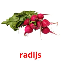 radijs Bildkarteikarten