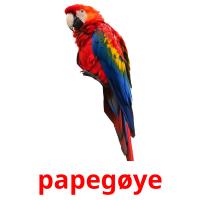 papegøye flashcards illustrate