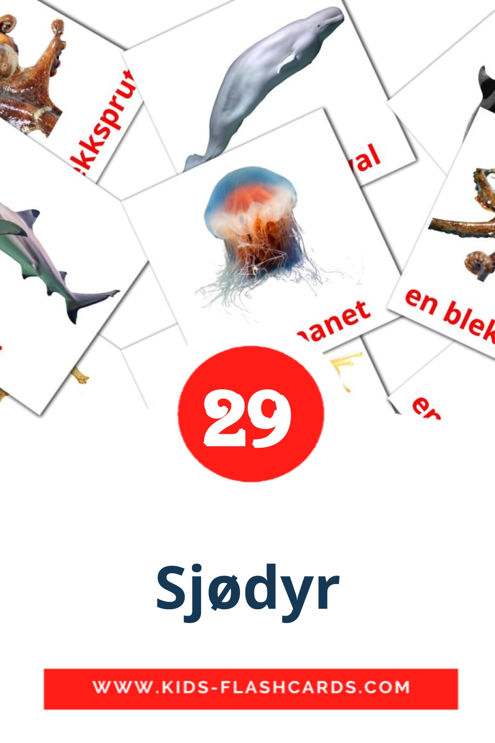 29 tarjetas didacticas de Sjødyr para el jardín de infancia en noruego