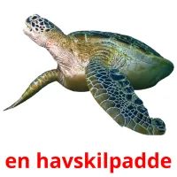 en havskilpadde cartões com imagens