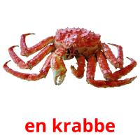en krabbe flashcards illustrate