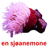 en sjøanemone flashcards illustrate