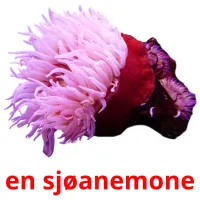 en sjøanemone cartões com imagens