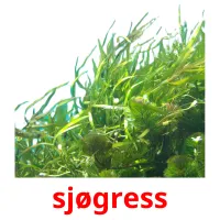 sjøgress cartões com imagens