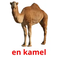 en kamel Bildkarteikarten