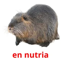 en nutria Bildkarteikarten