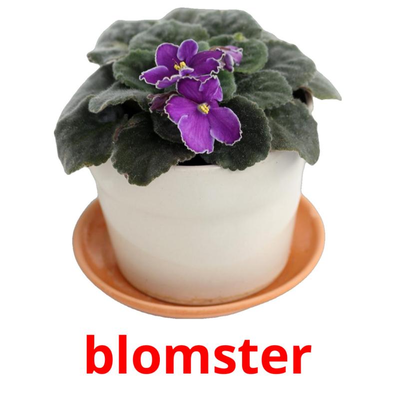 blomster picture flashcards
