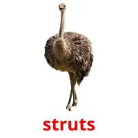 struts cartões com imagens