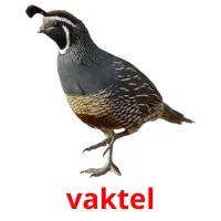 vaktel cartões com imagens