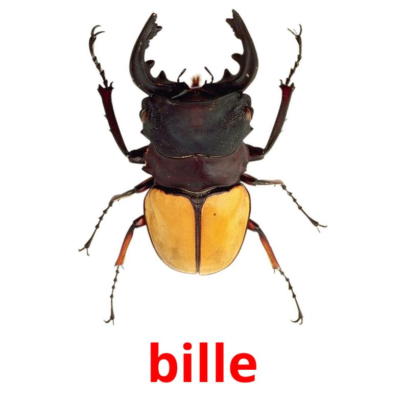 bille picture flashcards