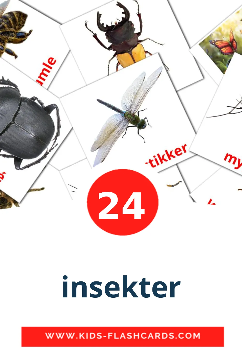 24 Cartões com Imagens de insekter para Jardim de Infância em norueguês