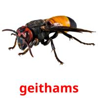 geithams flashcards illustrate