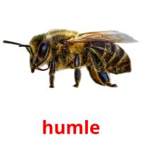 humle picture flashcards