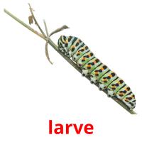 larve карточки энциклопедических знаний