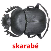 skarabé cartões com imagens