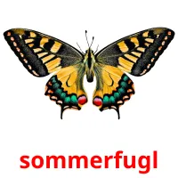 sommerfugl cartões com imagens