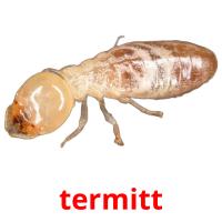 termitt picture flashcards