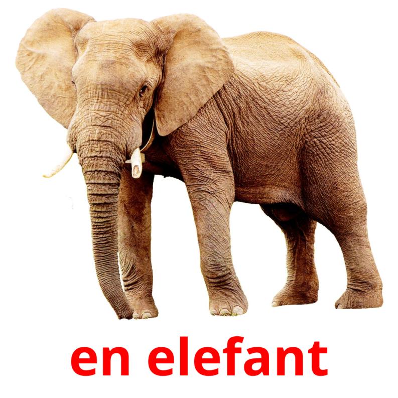 en elefant picture flashcards