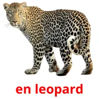 en leopard cartões com imagens