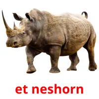 et neshorn cartões com imagens