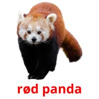 rød panda Tarjetas didacticas