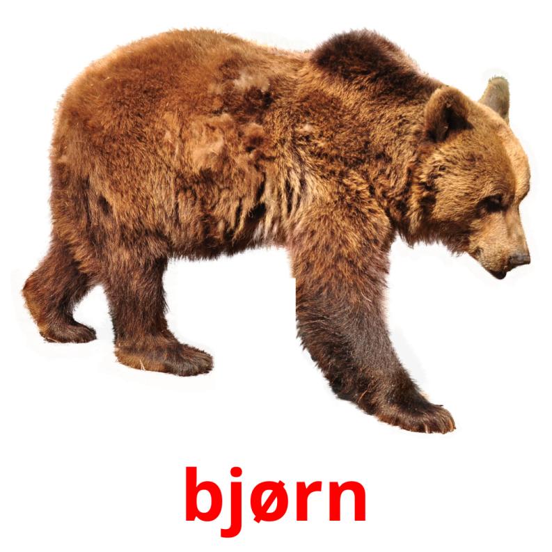 bjørn picture flashcards