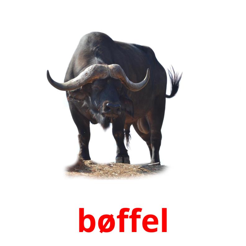 bøffel карточки энциклопедических знаний