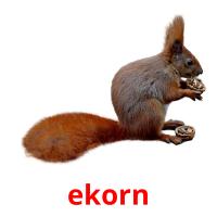 ekorn picture flashcards