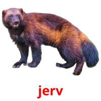 jerv picture flashcards