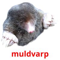 muldvarp flashcards illustrate