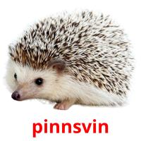 pinnsvin flashcards illustrate