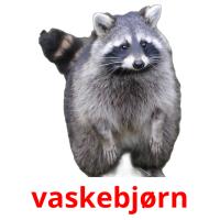 vaskebjørn flashcards illustrate