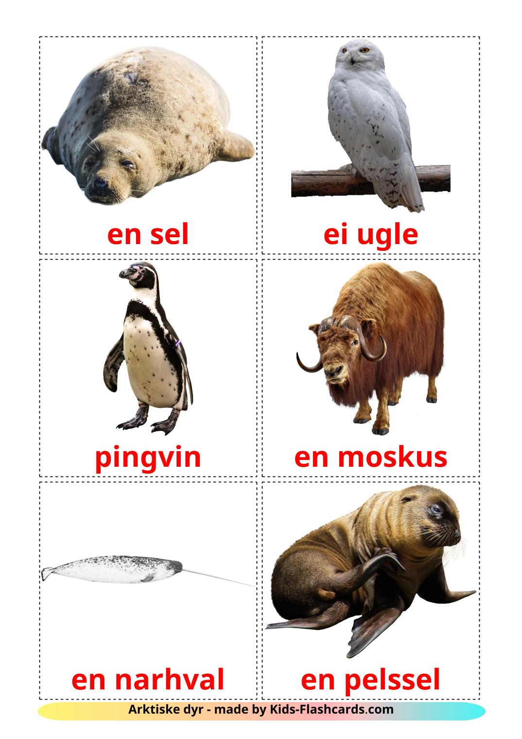 Tiere in der arktis - 14 kostenlose, druckbare Norwegisch Flashcards 