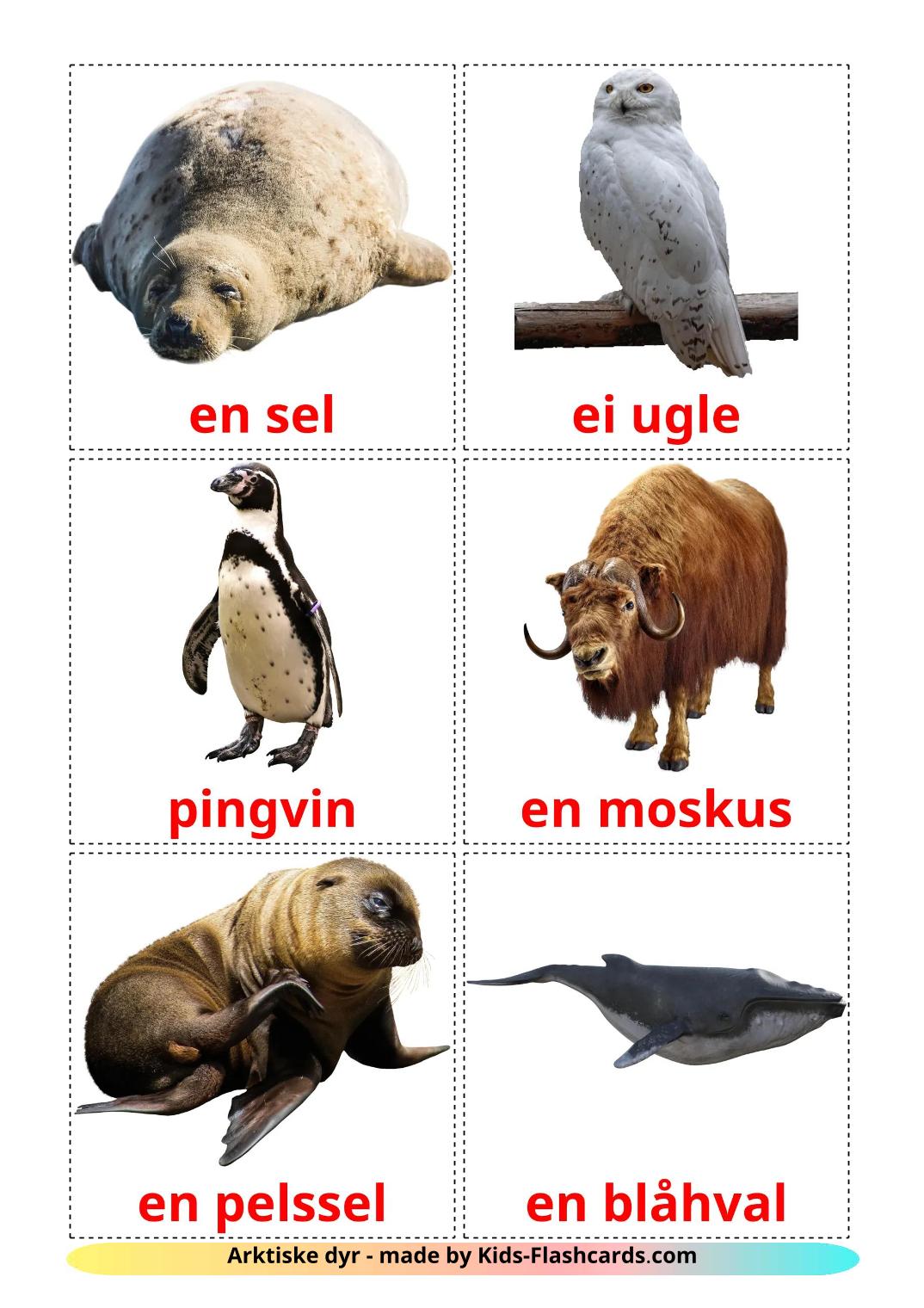 Animais do Ártico - 14 Flashcards norueguêses gratuitos para impressão