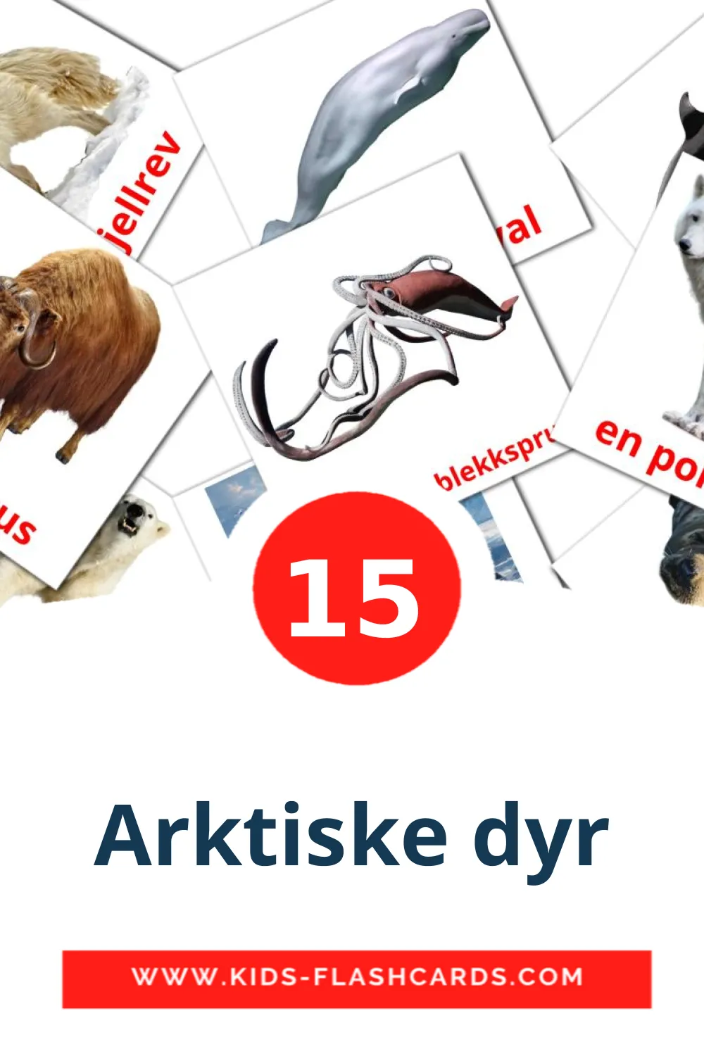 15 Cartões com Imagens de Arktiske dyr para Jardim de Infância em norueguês