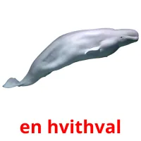 en hvithval cartões com imagens