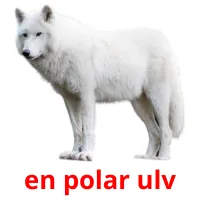 en polar ulv cartões com imagens