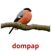 dompap ansichtkaarten